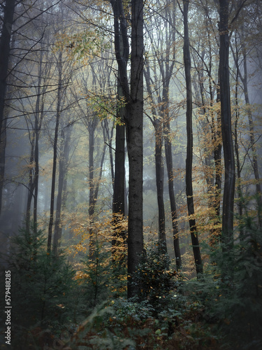 A view into the forest and the fog