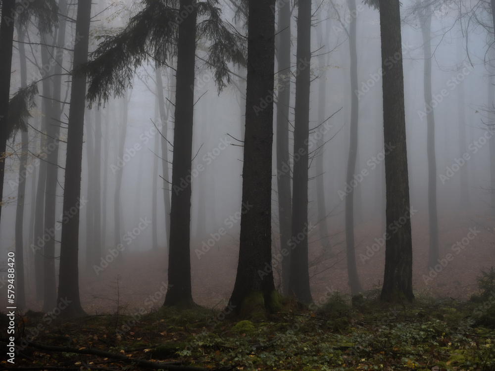 A dark forest view