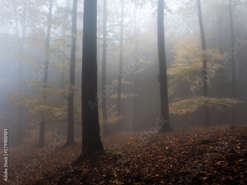 A dark autumn forest view