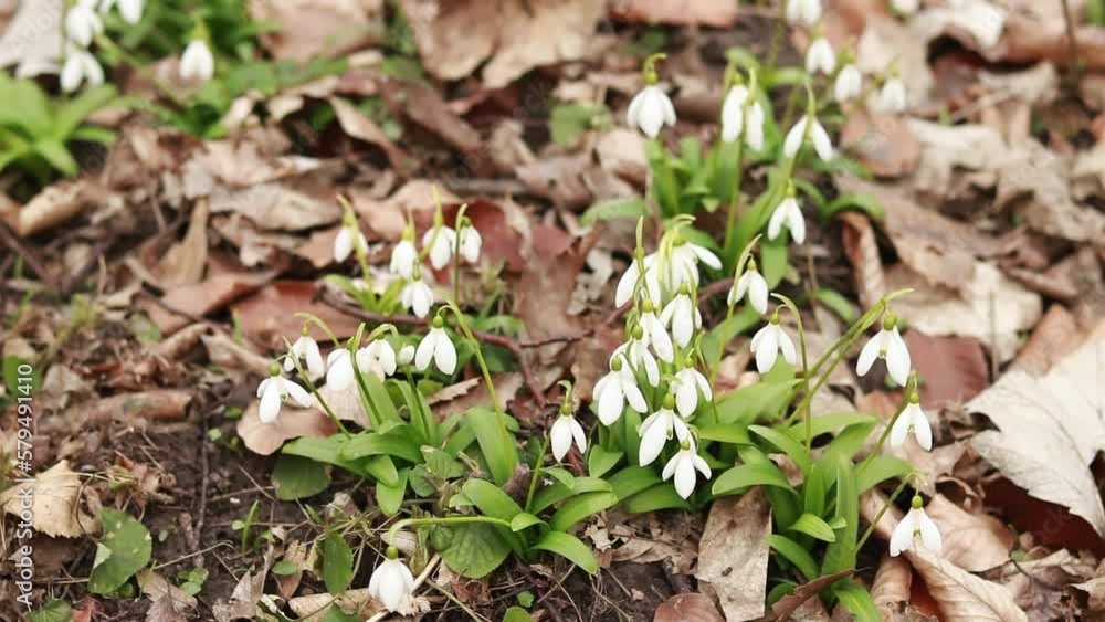 White snowdrops in early spring in the forest. Snowdrops in spring among dry leaves. Flowers are close White snowdrops in early spring in the forest. Snowdrops in spring among dry leaves. Flowers are close