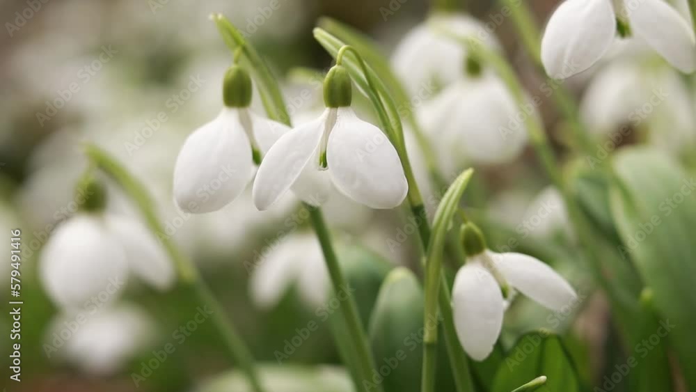 White snowdrops in early spring in the forest. White flowers of early spring in the spring forest. Forest flowers close-up, nature. Red Book Flowers of Ukraine. White snowdrops in early spring in the forest. White flowers of early spring in the spring forest. Forest flowers close-up, nature. Red Book Flowers of Ukraine.