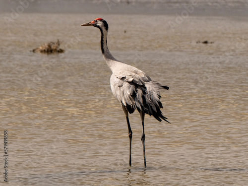 crowned crane in the water