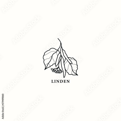 Line art linden twig illustration