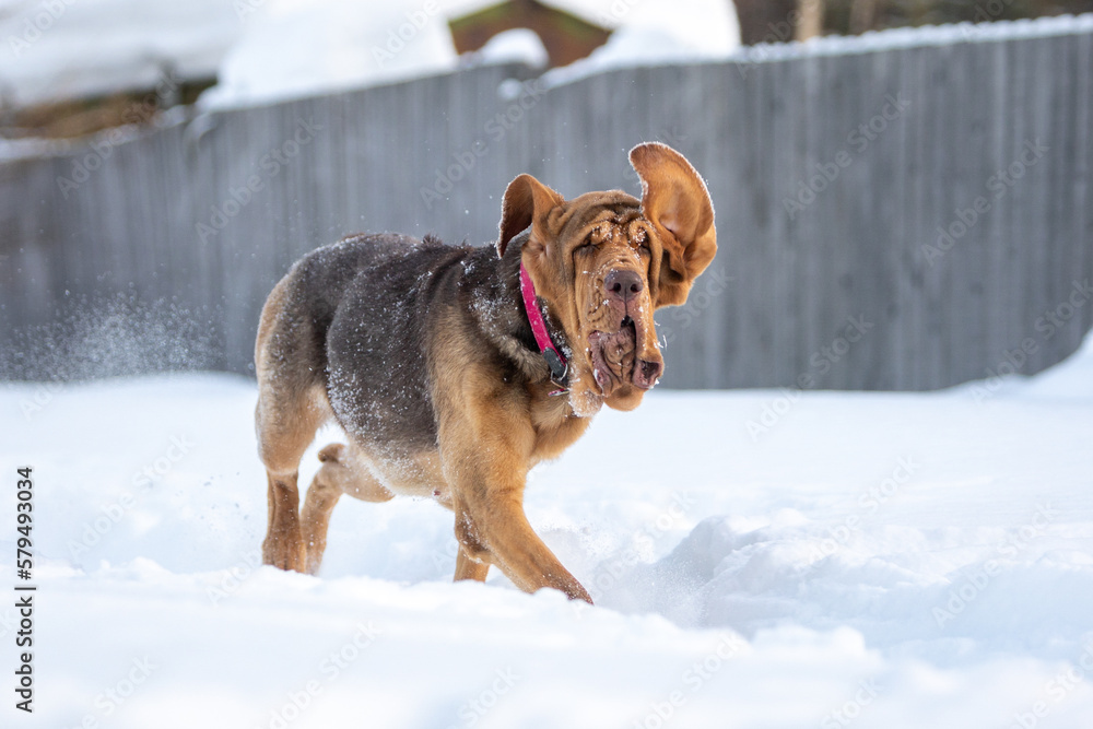 A brown bloodhound running in the snow and his funny ears A brown bloodhound running in the snow and his funny ears
