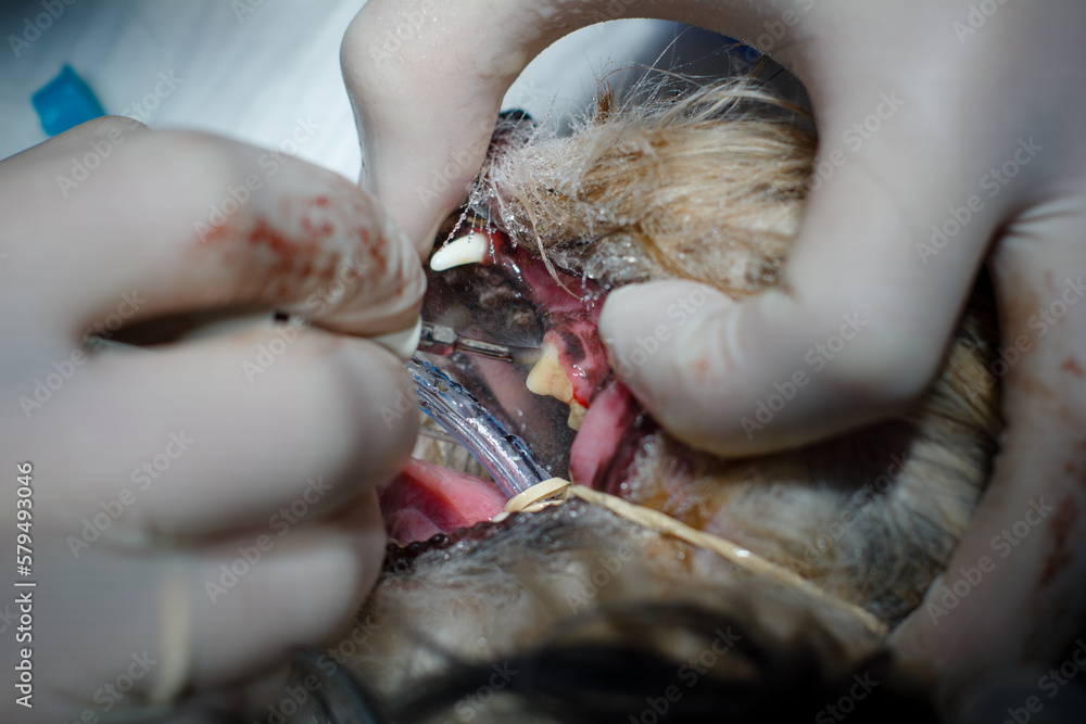 The doctor cleans the teeth of the stone from the dog under anesthesia. The dog is brushing his teeth in the surgery of the veterinary clinic. From the gums after the removal of tartar, blood oozes. The doctor cleans the teeth of the stone from the dog under anesthesia. The dog is brushing his teeth in the surgery of the veterinary clinic. From the gums after the removal of tartar, blood oozes.