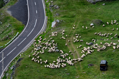 Sheep herd near Transfagarasan road, Romania. Traditional landscape. Panoramic view © landscapeaway