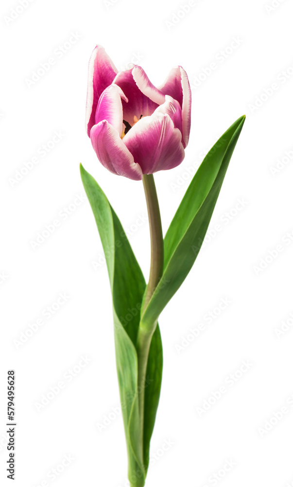 purple tulips isolated on white background
purple tulips isolated on white background