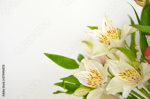 Alstroemeria flowers on white background