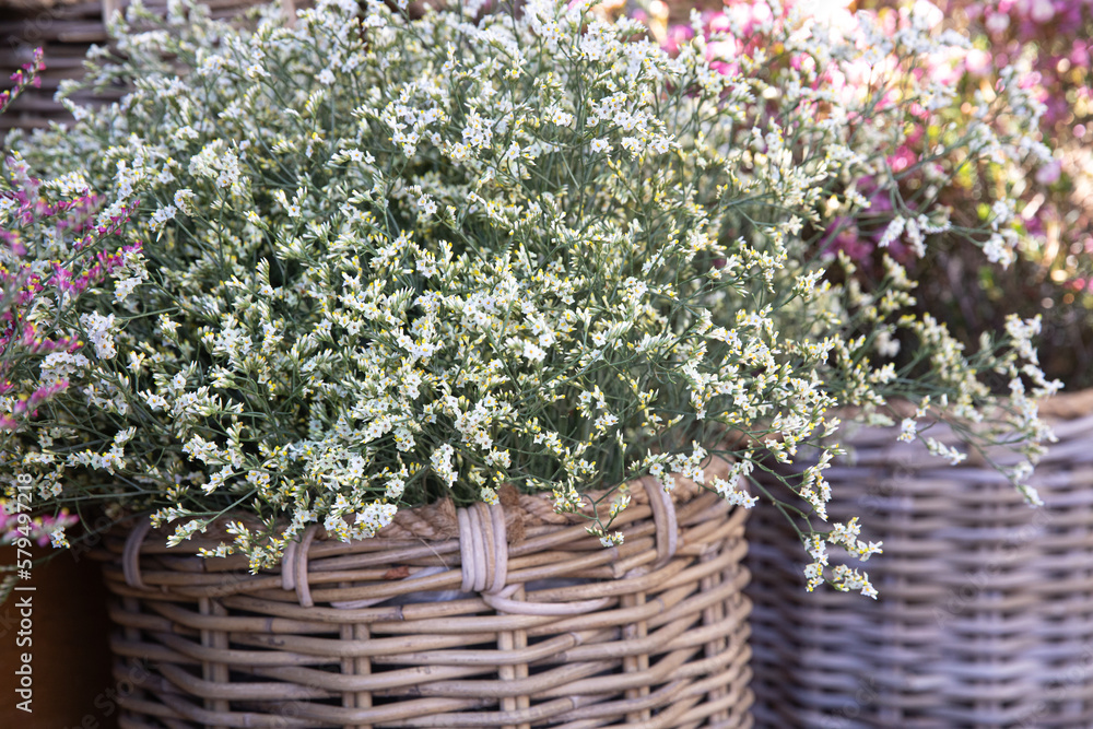 Wicker basket full of fresh cut white Limonium platyphyllum flowers or florist's sea lavender in spring garden shop. Wicker basket full of fresh cut white Limonium platyphyllum flowers or florist's sea lavender in spring garden shop.