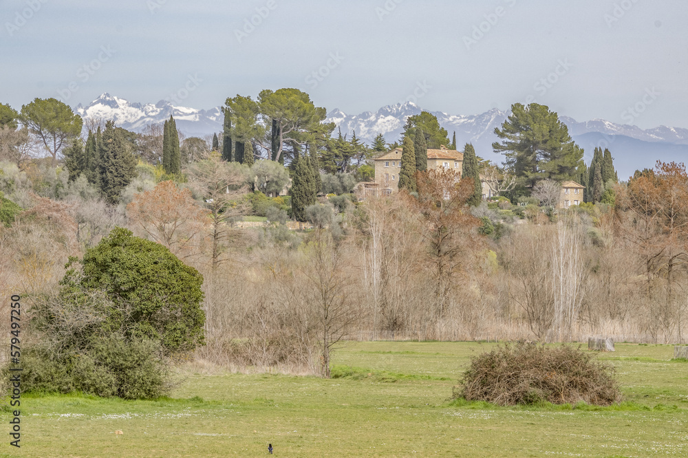 Paysage du Sud de la France avec une colline boisée avec des pins et des ifs et avec les sommets enneigés du massif du Mercantour