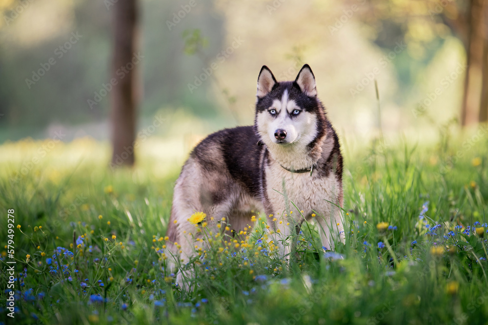 charming dog breed Siberian husky black and white color walks in a collar in nature in the park. charming dog breed Siberian husky black and white color walks in a collar in nature in the park.