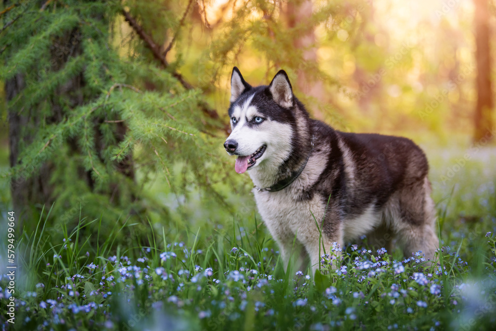Black and white siberian husky is standing. Happy dog on the natural landscape. Blue eyes. Black and white siberian husky is standing. Happy dog on the natural landscape. Blue eyes.