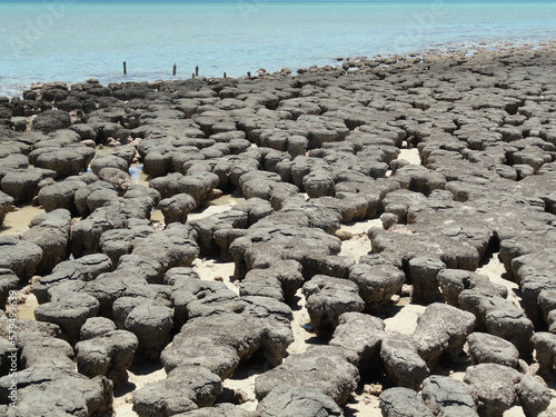 Stromatolites in Hamelin Pool Marine Nature Reserve, Shark Bay, Western Australia. UNESCO World Heritage site. Microbial mats formed by microorganisms, sand, rocky materials. Earth Geological history.