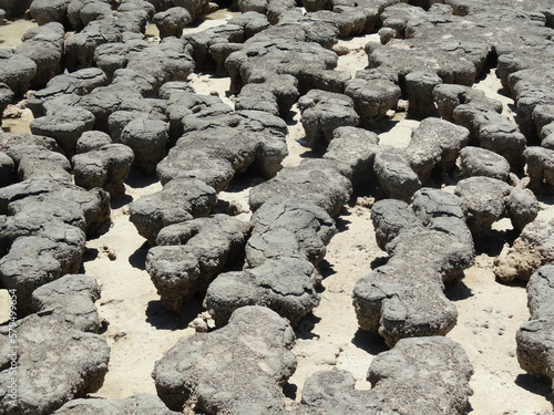 Stromatolites in Hamelin Pool Marine Nature Reserve, Shark Bay, Western Australia. UNESCO World Heritage site. Microbial mats formed by microorganisms, sand, rocky materials. Earth Geological history.