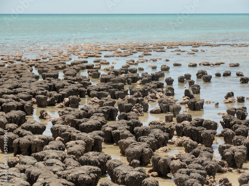 Stromatolites in Hamelin Pool Marine Nature Reserve, Shark Bay, Western Australia. UNESCO World Heritage site. Microbial mats formed by microorganisms, sand, rocky materials. Earth Geological history.