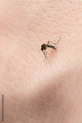 Stinging one mosquito insect