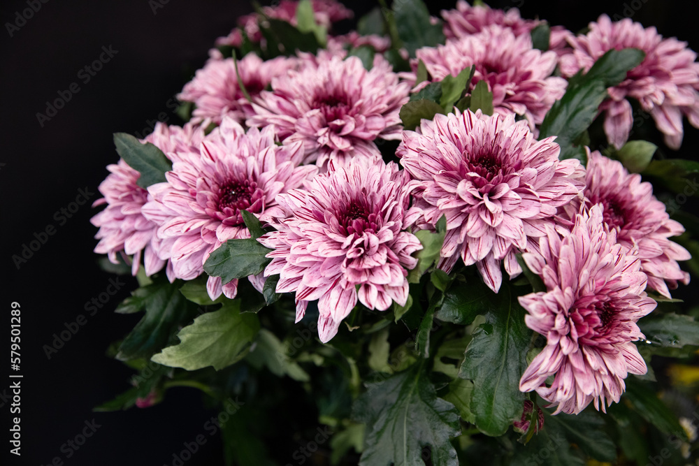 Obraz premium Fresh cut pink Chrysanthemums for sale in florist's shop.