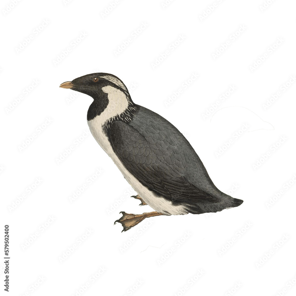 Fototapeta premium Botanical illustration of different types of birds