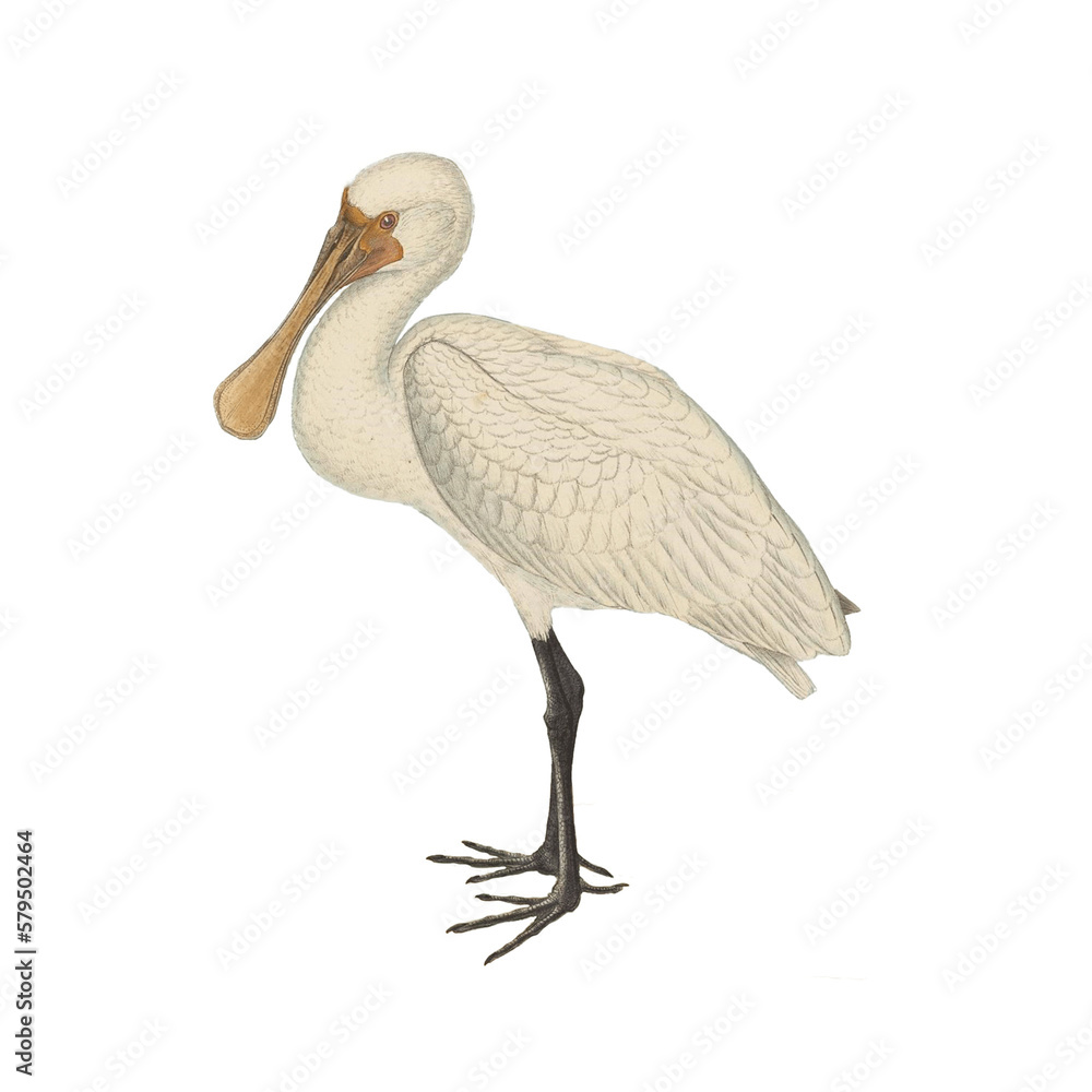 Fototapeta premium Botanical illustration of different types of birds