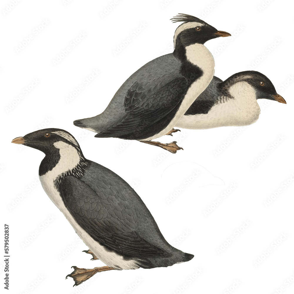 Obraz premium Botanical illustration of different types of birds