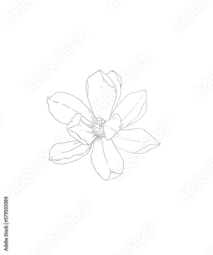 hand drawn pencil sketch flower