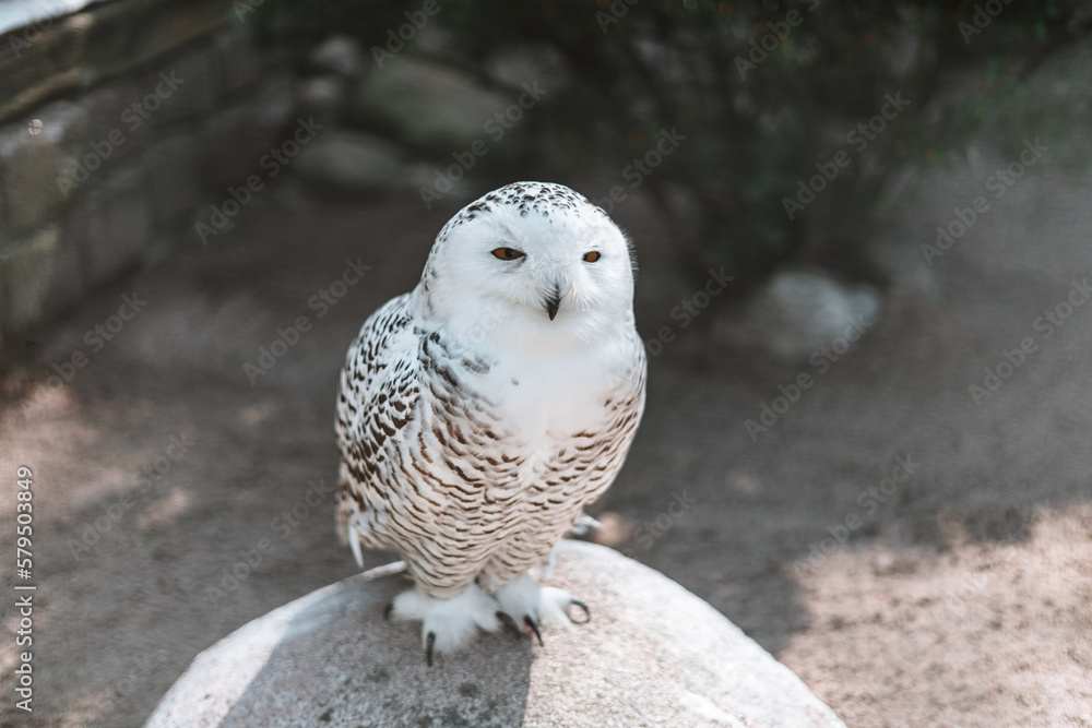 Close-up of a magnificent snowy owl Close-up of a magnificent snowy owl
