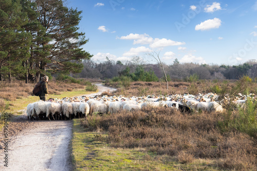 Obraz na plátně Sheep herd with the shepherd in the moorland.