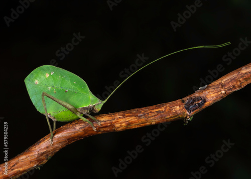 Leaf-mimic katydid insect (Tettigoniidae ), Costa Rica