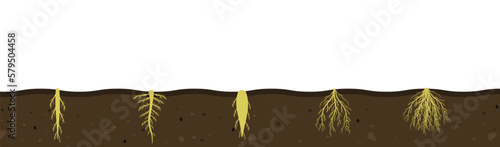 Variety of root systems in soil. Vector illustration of black soil section. Visual aid of fibrous and taproot rhizomes of plants photo