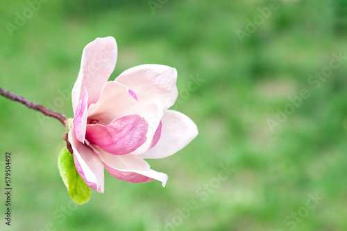 Magnolia flower blooms on blurred natural green background. Selective focus.