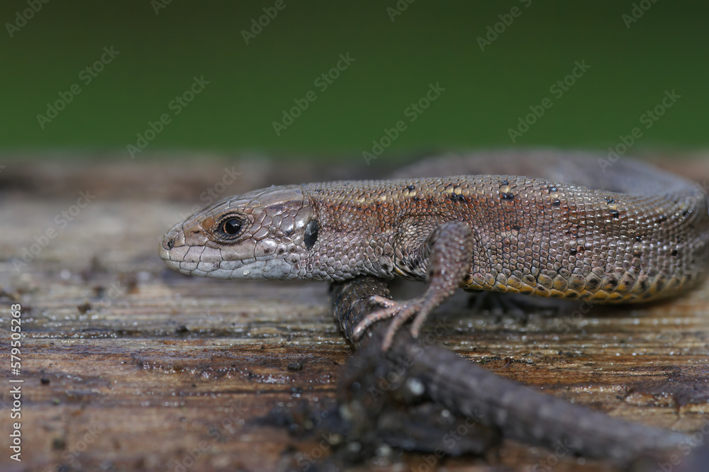 Closeup on an adult European live bearing lizard, Zootoca vivipare, sitting on wood Closeup on an adult European live bearing lizard, Zootoca vivipare, sitting on wood