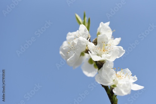 Hana peach ( Prunnus persica ) blossoms. Flowering peach tree. Rosaceae deciduous shrub. The flowering season is from March to April.