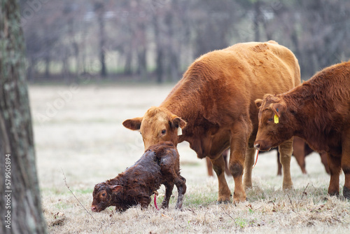 Foto Cow and Calf Pair in spring calving season