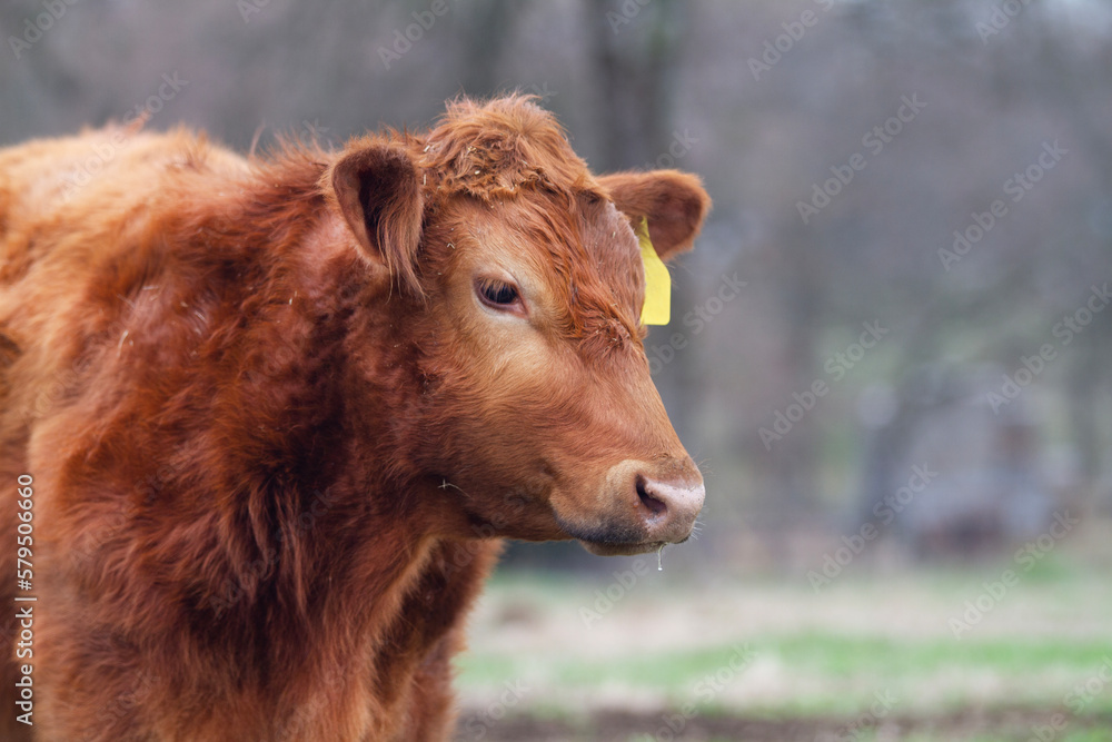 Red angus steer closeup of face with ear tag