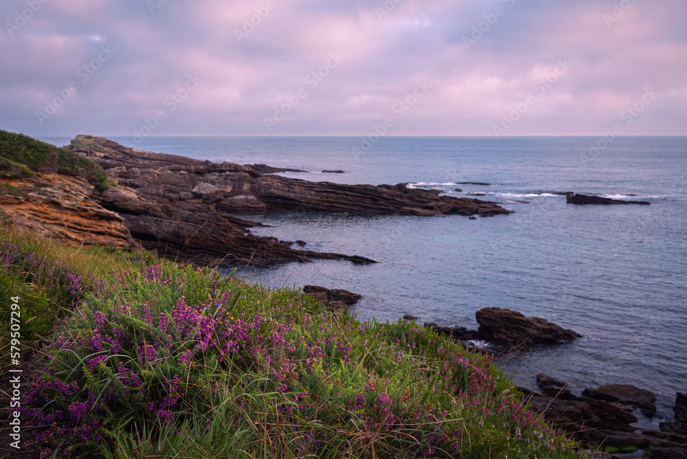 Small violet flowers in the foreground over the beautiful panoramic view of the natural rock formations on the coast of Hondarribia with at sunset, Hondarribia, Guipuzcoa, Basque Country, Spain