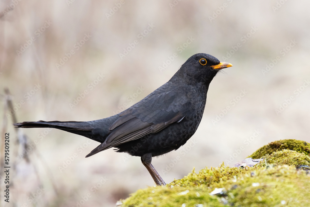 Common blackbird Turdus merula in the wild Common blackbird Turdus merula in the wild