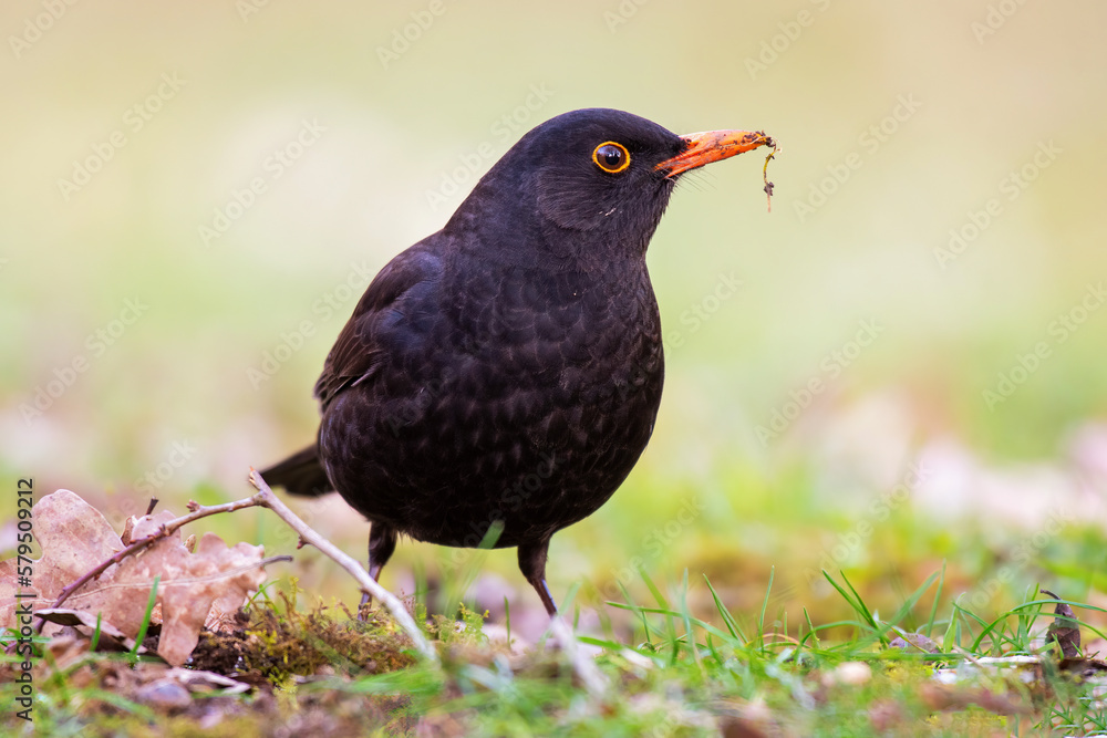 Common blackbird Turdus merula in the wild Common blackbird Turdus merula in the wild