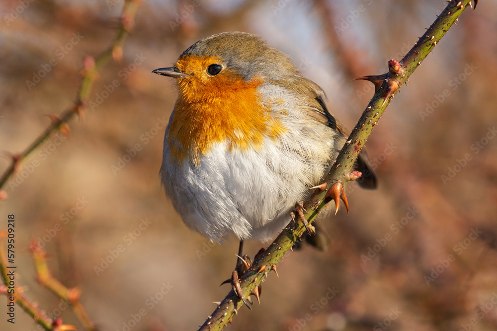 Garden Birds. Robin Erithacus rubecula in the wild Garden Birds. Robin Erithacus rubecula in the wild