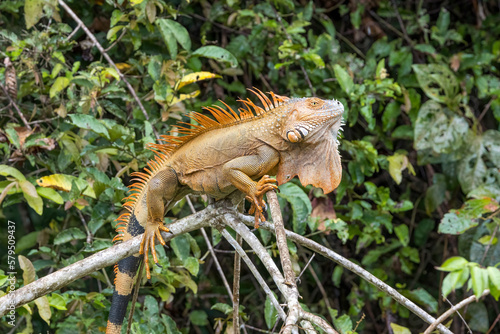 コスタリカ カーニョネグロ野生保護区で撮影した雄のイグアナ
