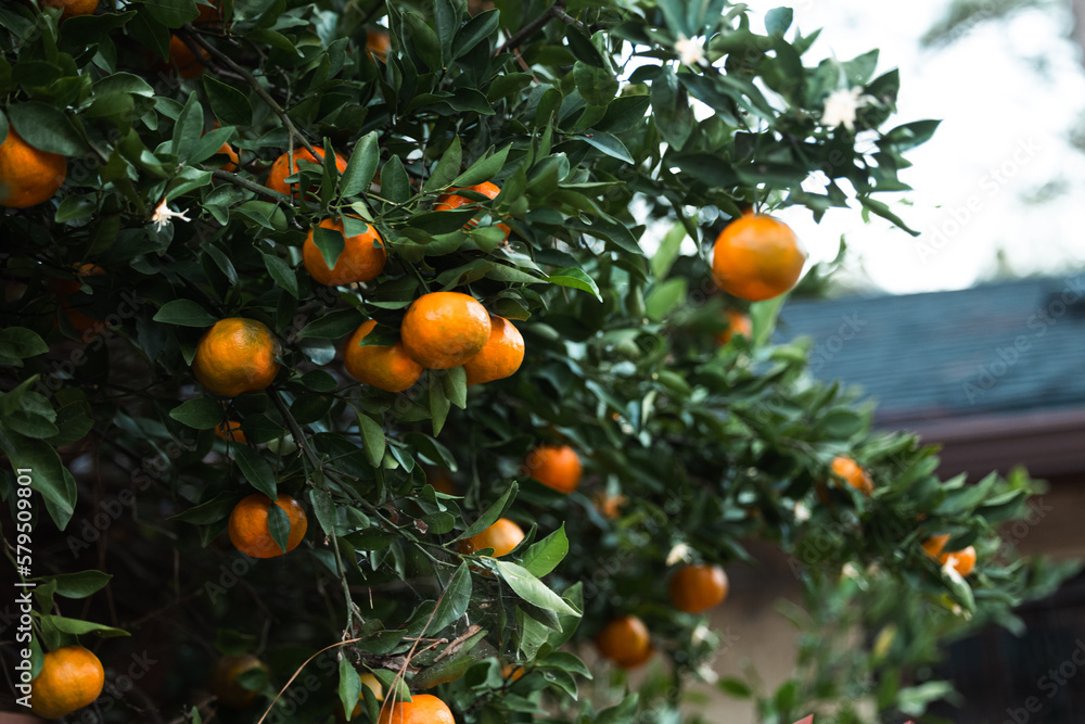 An orange clementine satsuma tree blooming with fruit in the winter season in the south