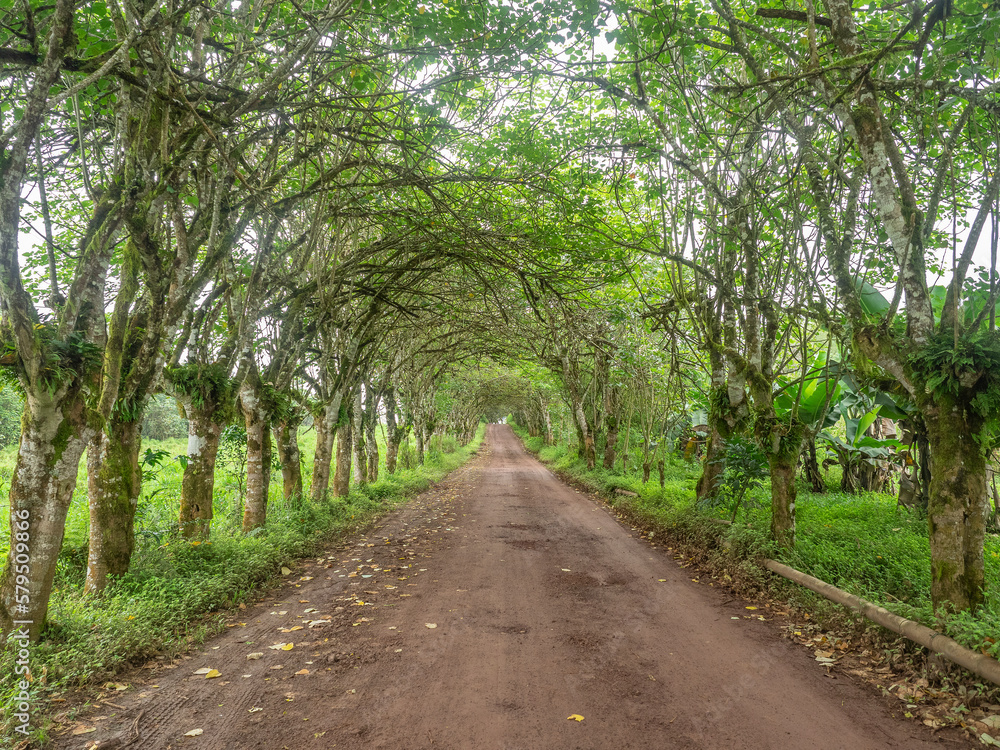 Green tunnel created by overhanging trees Green tunnel created by overhanging trees