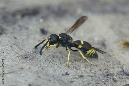 Closeup of the Early mason wasp, Ancistrocerus nigricornis