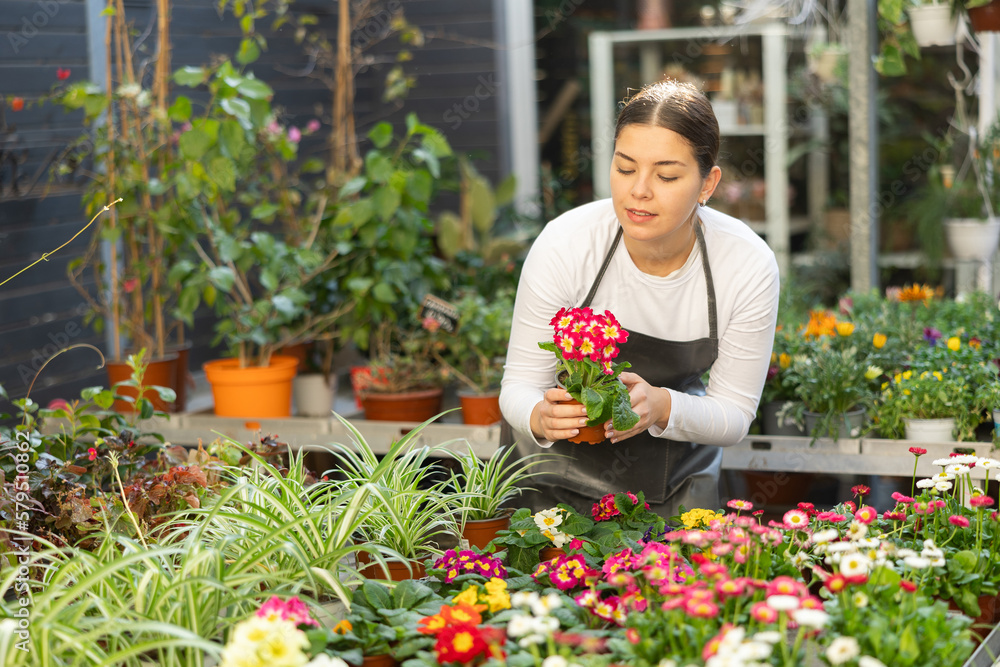 flower shop worker inspects flowers in pots. Woman florist took small pot of primrose