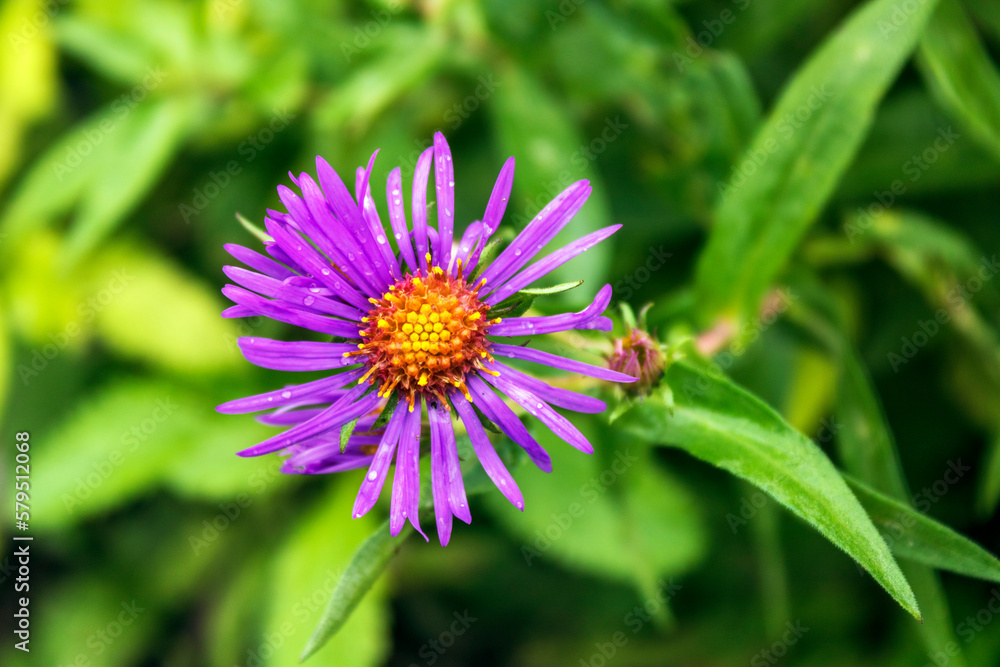A small purple daisy flower with blurry green background A small purple daisy flower with blurry green background