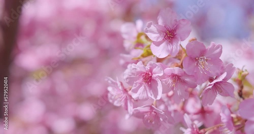 Wallpaper Mural 風に揺れる満開の桜の花 Torontodigital.ca