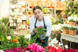 woman owner of flower shop lovingly examines flower pot with large blooming ranunculus