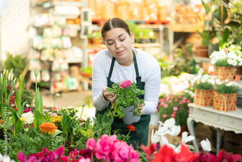woman owner of flower shop lovingly examines flower pot with large blooming ranunculus