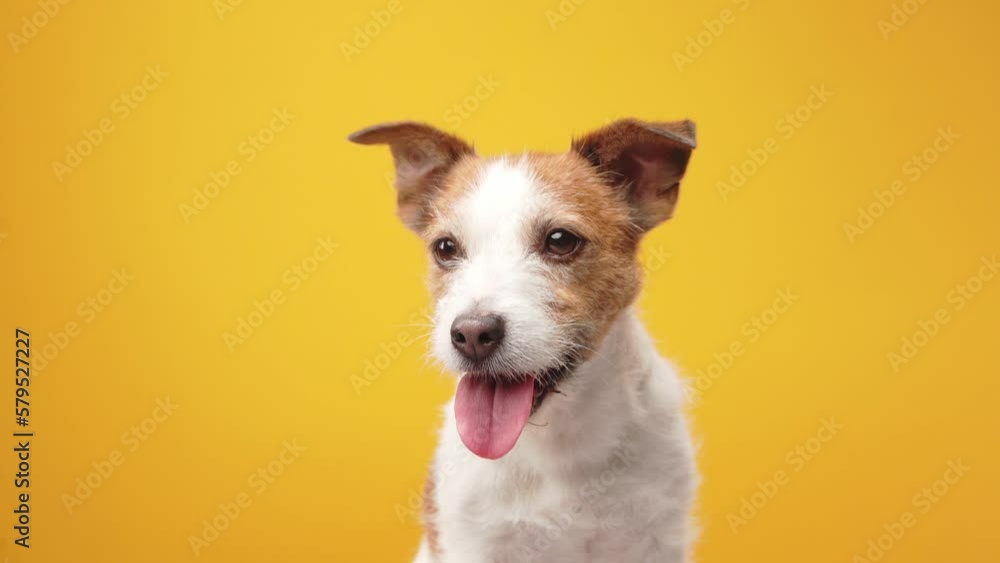 Cute little dog on a yellow background. Jack Russell Terrier posing, happy pet Cute little dog on a yellow background. Jack Russell Terrier posing, happy pet