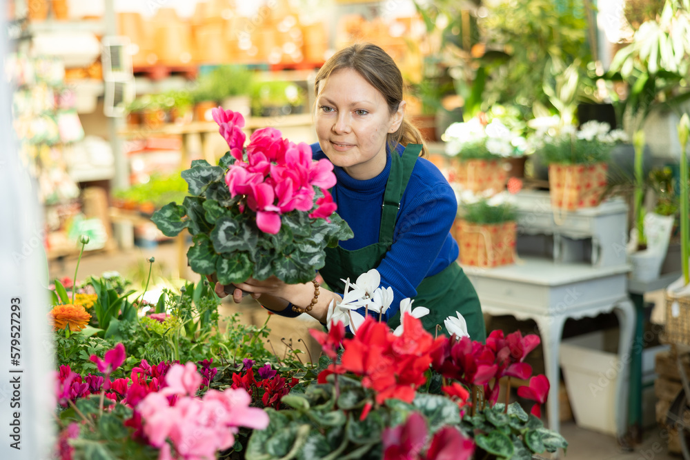 Female flower shop worker inspects Cyclamen flowers for injury in pots