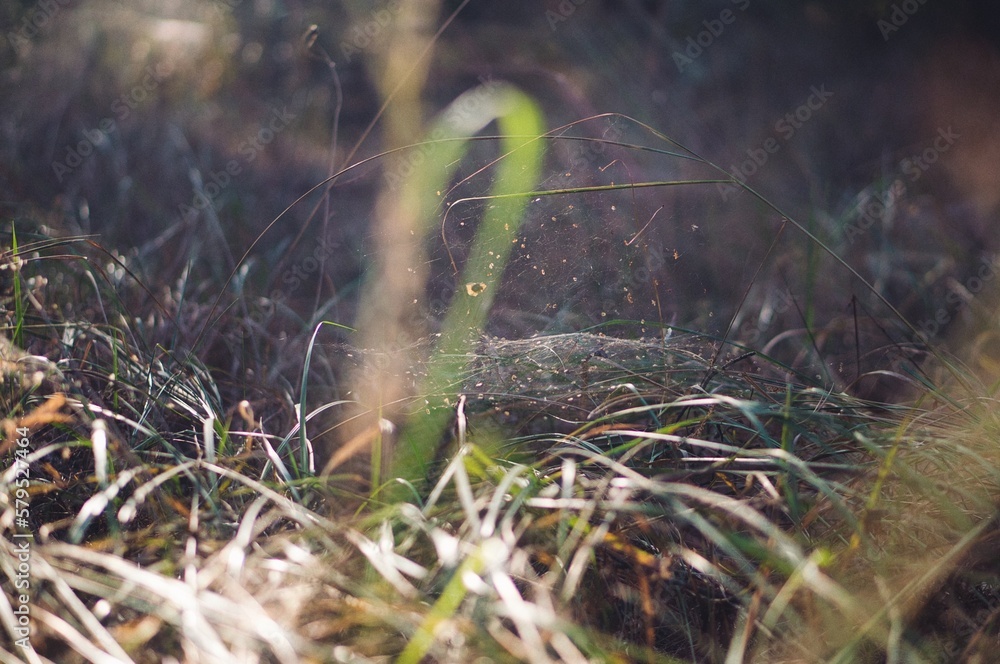 Macro photography. A clearing in the woods. Macro photography. A clearing in the woods.